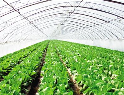 溫室大棚東北地區種植如何建設？