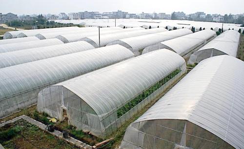 海南省將投近8000萬元建蔬菜大棚