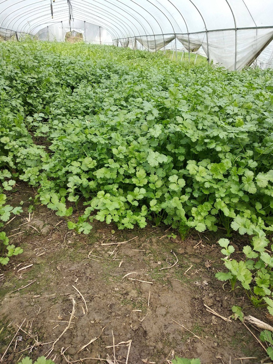 露天、大棚溫室種植方法有哪些？